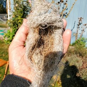 Beautiful Found Bird's Nest